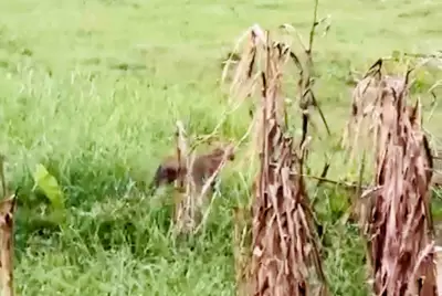 নাটোরে ভুট্টাখেতে বাঘসদৃশ প্রাণী দেখে আতঙ্ক, বন বিভাগ বলছে ভয়ের কিছু নেই