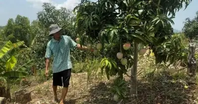 রাঙ্গামাটির পাহাড়ে তরুণ উদ্যোক্তাদের আধুনিক আমবাগান, স্বপ্ন আন্তর্জাতিক বাজার