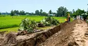 সিরাজগঞ্জে বজ্রপাত প্রতিরোধে রোপিত ২০টি তালগাছ উপড়ে ফেলার অভিযোগ