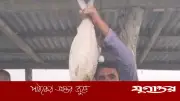 ভোলায় ২ কেজি ৬০০ গ্রামের রাজা ইলিশ ১১ হাজার ৬০০ টাকায় বিক্রি