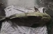 কুড়িগ্রামে ব্রহ্মপুত্র নদে ৫৫ কেজির বাগাড় মাছ ধরা পড়েছে