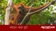 এক ঘূর্ণিঝড়ে বিশ্বের ৭% বিরল বানর বিলুপ্তির পথে