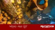 অ্যান্টার্কটিক সমুদ্রপ্রাণীর টক্সিনে মেলানোমা চিকিৎসার সম্ভাবনা