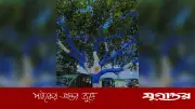হবিগঞ্জে আর্জেন্টিনার পতাকার আদলে গাছ সাজিয়ে উন্মাদনা