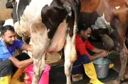 বিশ্ব দুগ্ধ দিবসে নারী খামারি ও প্রযুক্তির ভূমিকা