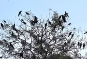 মানিকগঞ্জের আন্ধারমানিক গ্রামে সন্ধ্যা নামে কাকের ডাকে