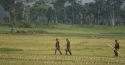 বেনাপোল সীমান্তে বিএসএফের ঠেলে পাঠানো ১০ জন জিরো লাইনে