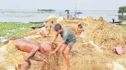 পানির নিচে পচা ধান তুলছেন কৃষক, কষ্টে কাটছে ঈদ