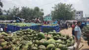 চাঁপাইনবাবগঞ্জে কানসাট আমের বাজারে আম উঠতে শুরু, দাম নিয়ে চাষিদের হতাশা