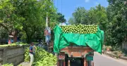 রাজশাহীতে কদবেলার দাম পতন, কৃষকদের লোকসান