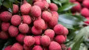 হাল ফ্যাশনের নতুন খাদ্য বিভাগ চালু