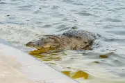 বাগেরহাটের মাজারদিঘি থেকে কুমির সরানোর সিদ্ধান্ত