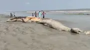 কুয়াকাটায় ভেসে এল ৫৮ ফুট দৈর্ঘ্যের মৃত তিমি