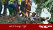 খানজাহানের দীঘির কুমির খুলনায় স্থানান্তর