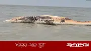 কুয়াকাটায় ভেসে এলো ৪৫ ফুট লম্বা মৃত তিমি