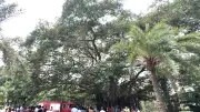 নাটোরে বটগাছের মগডালে লাফালাফি, অবশেষে উদ্ধার হাসান খাঁ