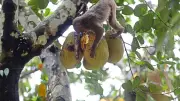 বানরের কাঁঠাল খাওয়ার ছবির গল্প