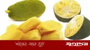 গরমে কাঁঠাল খাওয়ার আগে জেনে নিন গুরুত্বপূর্ণ বিষয়