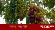 কুমিল্লায় কৃষকের আঙুর চাষে সাফল্য, বদলে যাচ্ছে ধারণা