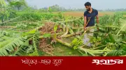 এক রাতে ৯০০ কলাগাছ কেটে সাবাড়, দুই উদ্যোক্তার ৭ লাখ টাকা ক্ষতি