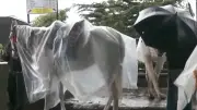 আন্তর্জাতিক ভিডিও: বিশ্বজুড়ে আলোচিত ঘটনা