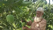রংপুরের হাঁড়িভাঙা আম: চাষিদের ভাগ্য বদলের গল্প