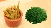 শজনের ডাঁটা না পাতা: কোনটি বেশি উপকারী?