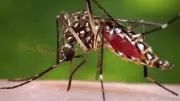 ঢাকা দক্ষিণে ৬৩ ওয়ার্ডে এডিস মশার ঘনত্ব বেশি, ২৭টি চরম ঝুঁকিপূর্ণ