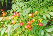 ময়মনসিংহে কারিপাতার চাষ ও পুষ্টিগুণ: এক অচেনা উদ্ভিদের গল্প
