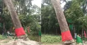 আখাউড়ায় ঝড়ে পড়া গাছ কাটার পর আবার দাঁড়িয়ে গেছে, এলাকায় চাঞ্চল্য