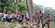 আখাউড়ায় কুসংস্কার ঠেকাতে সোজা হয়ে দাঁড়ানো গাছ কাটল প্রশাসন