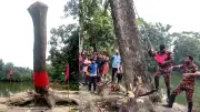 কুয়াকাটায় 'অলৌকিক' গাছ কেটে ফেলল প্রশাসন