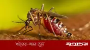 যুক্তরাষ্ট্রে ৬৪ মিলিয়ন মশা ছাড়ার পরিকল্পনা গুগলের
