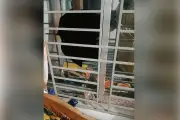 হাতিয়ায় ছাত্রদল নেতার বাড়িতে হামলা, এমপির বিরুদ্ধে অভিযোগ