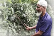 প্রথম আলো ভিডিও: বাংলাদেশের বিশেষ প্রতিবেদন