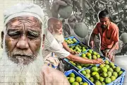 বাংলাদেশের ভিডিও: নতুন দিগন্তের সন্ধানে