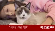 বিড়াল পালনে সিজোফ্রেনিয়ার ঝুঁকি বাড়ে, বলছে গবেষণা