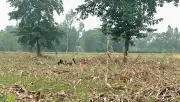 ঠাকুরগাঁও সীমান্তে বিএসএফের ১১ জন পাঠানোর চেষ্টা, বিজিবির বাধা