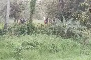 বিএসএফের ঠেলে পাঠানো ২৮ জন শূন্যরেখা থেকে উধাও