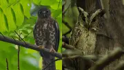 কু-পাখি: অশুভ সংকেত নয়, প্রকৃতির উপকারী বন্ধু