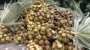 মোল্লাহাটে তালের বাম্পার ফলনে গ্রামীণ অর্থনীতিতে কোটি টাকা সংযোজন