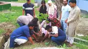 গাছ লাগিয়ে পরিবেশ রক্ষায় সচেতনতা বাড়াল কুষ্টিয়া বন্ধুসভা