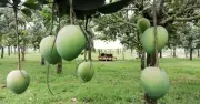 রংপুরের হাঁড়িভাঙা আম: এবার ফলন কম, তবু ২০০ কোটি টাকার আশা