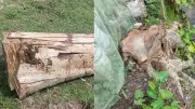 বিদ্যালয়ের গাছ ‘বিক্রি’ প্রধান শিক্ষক, ইমামের ক্ষোভ মসজিদে নববির ছবি নিয়ে