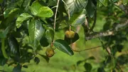 চা-বাগানের পথে চাম কাঁঠালের স্নিগ্ধ সৌন্দর্য