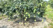 হরিভাঙ্গা আমের বাজারজাত শুরু ২০ জুন, আশা ২০০ কোটি টাকার বিক্রি