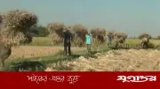 আলুর পর বোরো চাষেও লোকসানে জয়পুরহাটের কৃষক