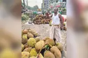 পাঁচ টাকার কাঁঠাল এখন নেই, বাজার বদলে গেছে: মাসুদ
