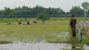 পঞ্চগড়ে বিএসএফের পুশ ইন চেষ্টা, ৬৯ ঘণ্টা পর সরানো হলো ১০ জনকে