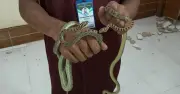 বরিশাল ডিআইজি কার্যালয় থেকে উদ্ধার কালনাগিনী জোড়া বনে অবমুক্ত